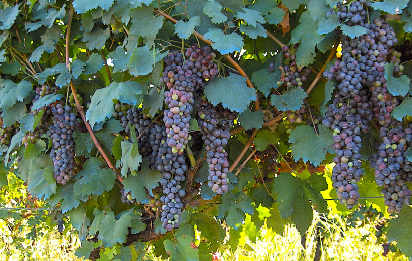 “Barbatelling – Storie di Grignolino in Grignolino”